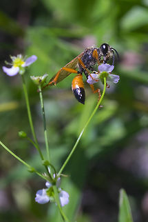 Great golden digger wasp  Great golden digger wasp,Sphex ichneumoneus