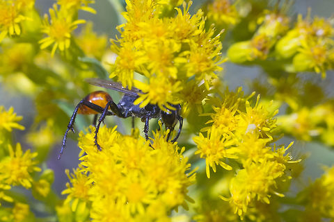 Sphex lucae  Geotagged,Sphex lucae,Summer,United States,lucae