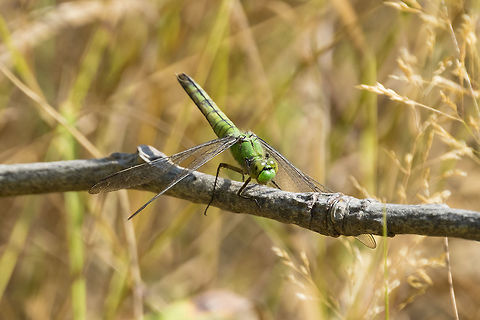 Western pondhawk  Erythemis collocata,Geotagged,Summer,United States,Western pondhawk