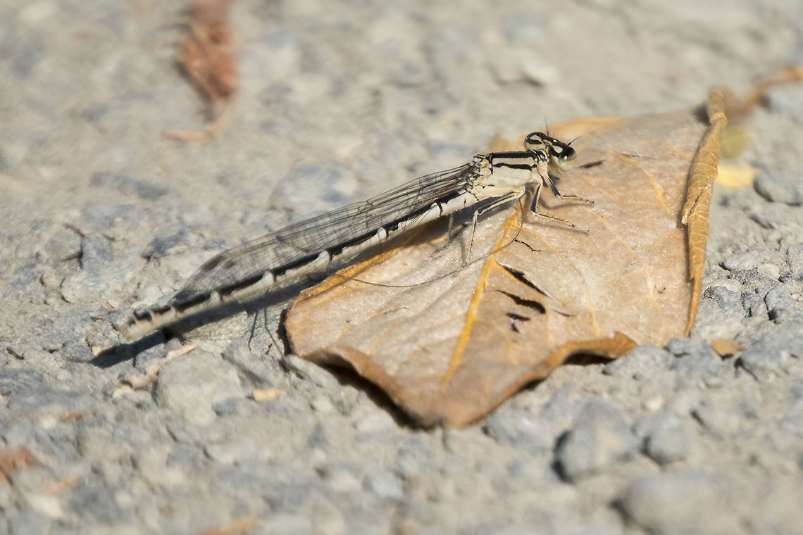 Boreal bluet - female not nearly as common as males Boreal bluet,Enallagma boreale