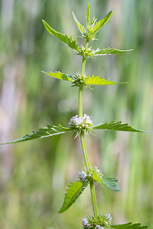American water horehound  Geotagged,Lycopus americanus,Summer,United States