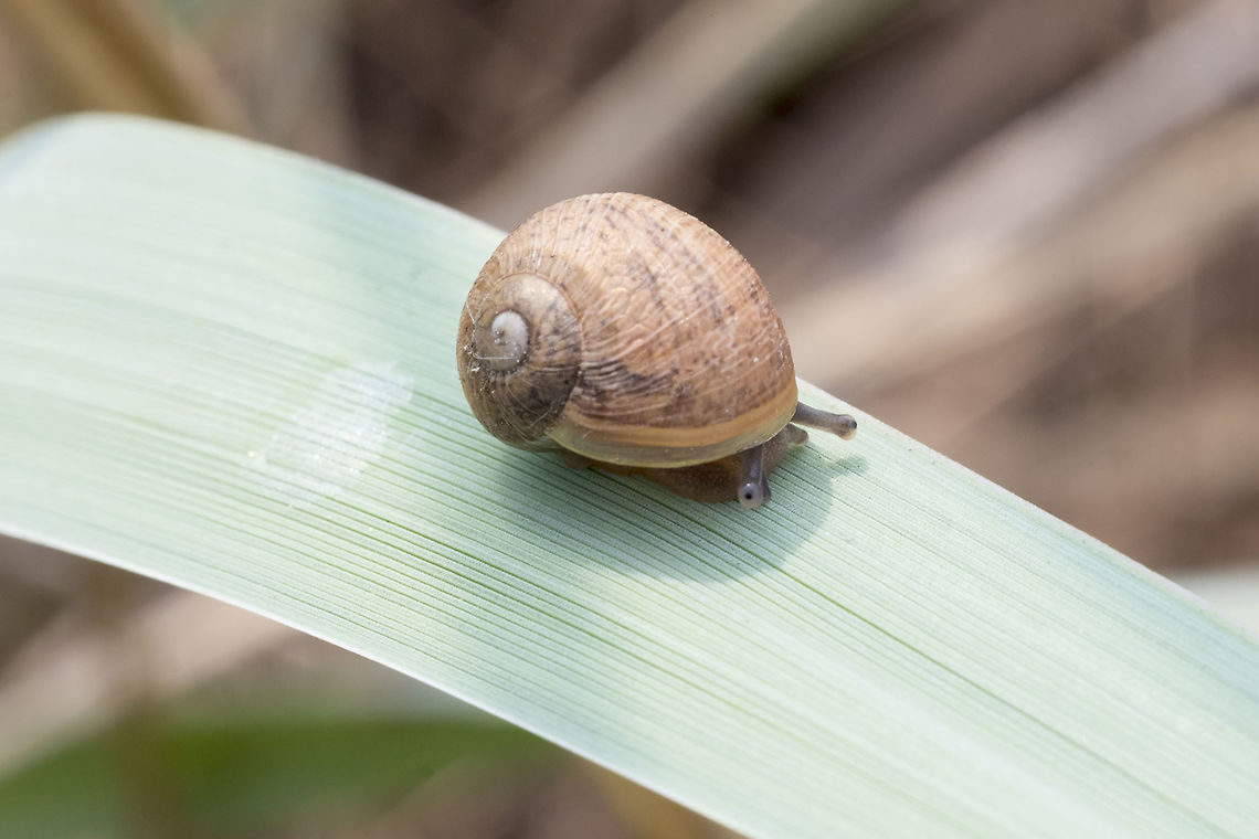 Land snail This looks very much like it is a Zachrysia sp.. but I can&#039;t find a single species that either belongs here or has been shown to be introduced...  Geotagged,Summer,United States