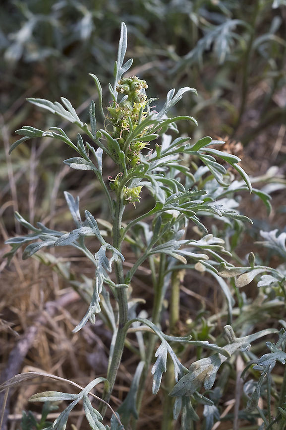 Silver burr ragweed, Washington. USA  Ambrosia chamissonis,Geotagged,Silver burr ragweed,Summer,United States