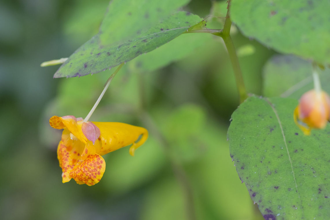 Spotted Jewelweed  Geotagged,Impatiens capensis,Orange Jewelweed,Summer,United States