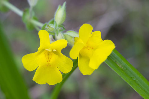 Erythranthe decora? I'm not entirely sure if this is a synonym or a separate species... I see it listed as both.  Erythranthe guttata,Geotagged,Mimulus guttatus,Seep monkeyflower,Summer,United States