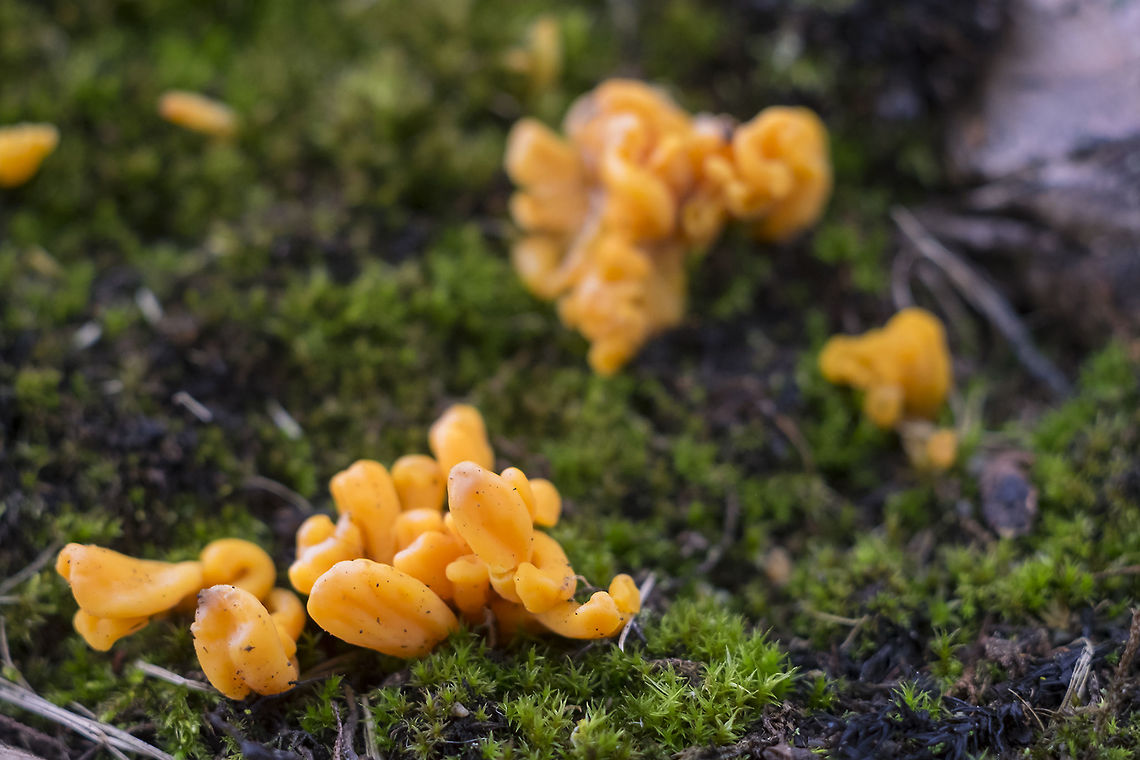 Dacryopinax spathularia  Dacryopinax spathularia,Geotagged,Summer,United States