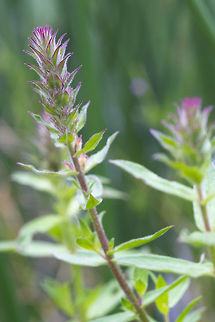 Pink tipped green flowers hmmm - can't find anything that looks similar to this, which leads me to suspect that it may possibly be a garden escapee? Geotagged,Summer,United States