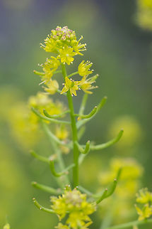 curvepod yellowcress  Curvepod yellowcress,Geotagged,Rorippa curvisiliqua,Summer,United States