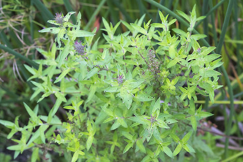 Mystery weed... I'm still not sure that the purple is not simply new foliage rather than blossoms.. I've not come across anything similar so far.  Geotagged,Summer,United States