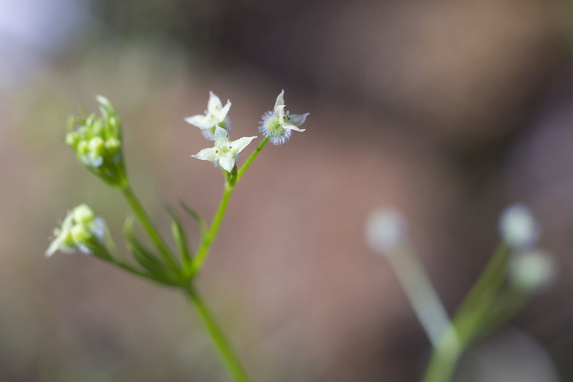 three-flowered bedstraw  Galium triflorum,Geotagged,Summer,Sweet-scented bedstraw,United States