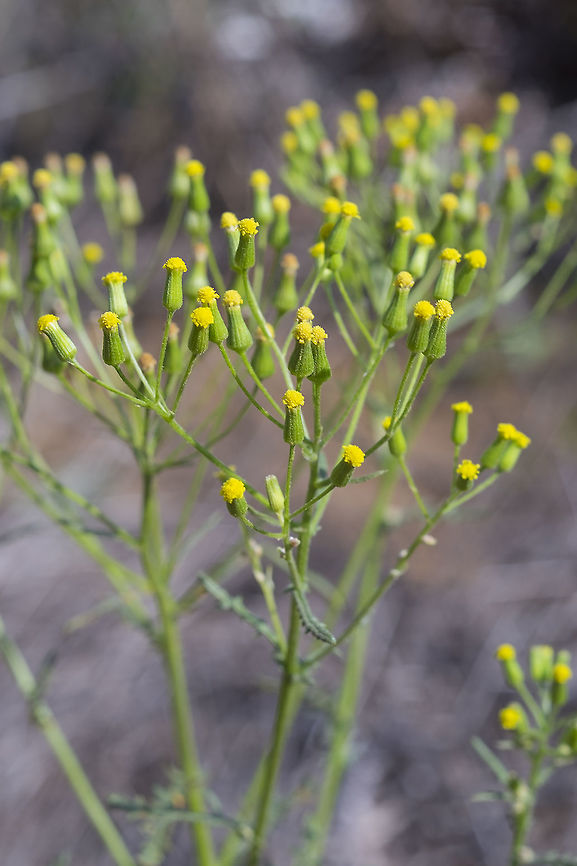 Woodland ragwort, Washington, USA  Geotagged,Senecio sylvaticus,Summer,United States