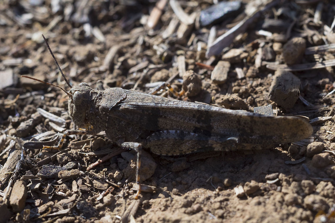 pallid-winged grasshopper  Geotagged,Pallid-winged grasshopper,Summer,Trimerotropis pallidipennis,United States