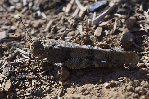 Pallid-winged grasshopper