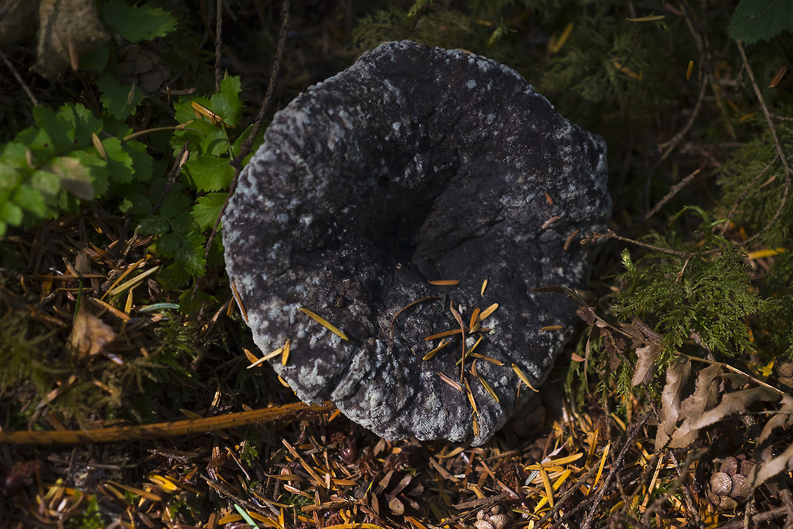 Russula growing black and white mold probably an R. brevipes Geotagged,Summer,United States