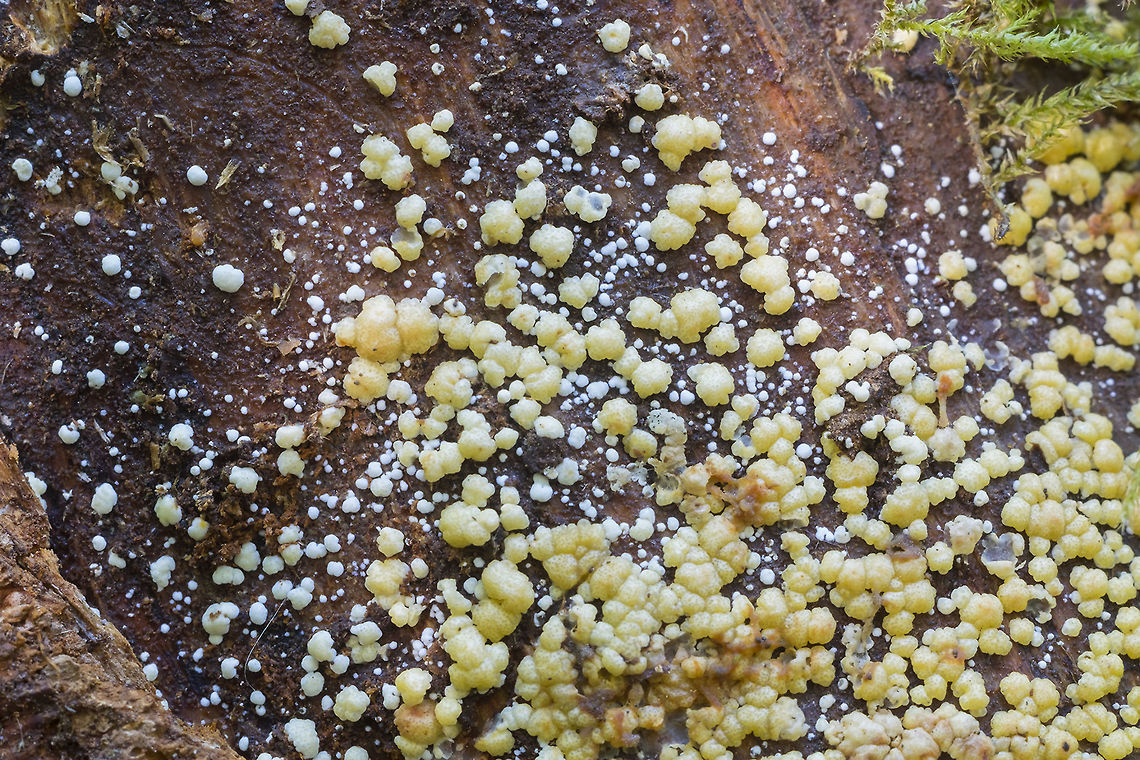 Hypocrea sp. apparently extremely widespread, adaptable to most conditions and even commercially useful... but the only way to ID them is through RNA... <br />
I'm not sure the fruiting bodies show up often, though. I think this is perhaps only the 2nd time I've found and noticed them. Geotagged,Summer,United States