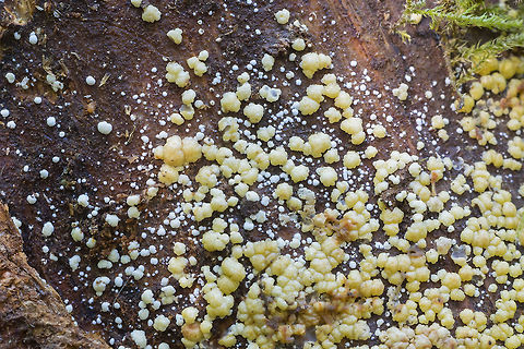 Hypocrea sp. apparently extremely widespread, adaptable to most conditions and even commercially useful... but the only way to ID them is through RNA... 
I'm not sure the fruiting bodies show up often, though. I think this is perhaps only the 2nd time I've found and noticed them. Geotagged,Summer,United States