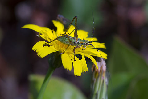 Nymph - fork tailed brush katydid absolutely gorgeous little nymph - I'm unsure if it's a katydid or a cricket (or even grasshopper? though those extra long antenna make this seem less likely) at this point. - A little more research and I've found my ID. There are two that are hard to tell apart -but fortunately for me, only one occurs in this area :) Fork-tailed Bush Katydid,Geotagged,Scudderia furcata,Summer,United States