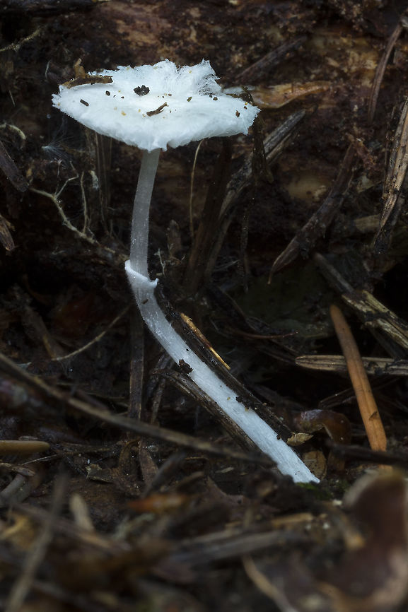 Leucocoprinus sp.? This looks very much like Leucocoprinus brebissonii - but it's missing the brown central disc..  Geotagged,Summer,United States