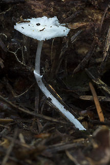 Leucocoprinus sp.? This looks very much like Leucocoprinus brebissonii - but it's missing the brown central disc..  Geotagged,Summer,United States