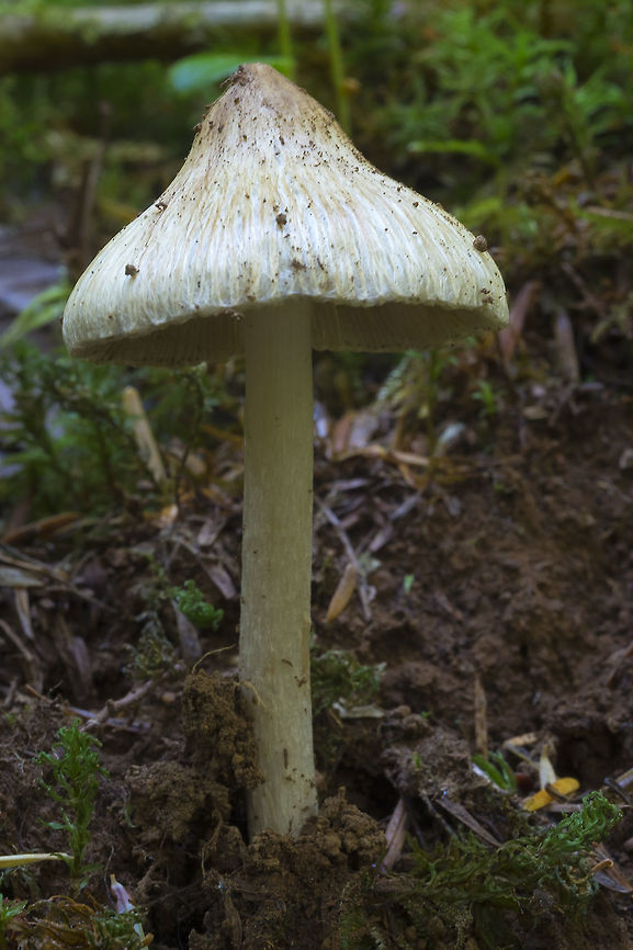Inocybe rimosa This is apparently a complex of species that may contain 100's of different types... apparently as they are not edible or otherwise useful and stinky, no one has bothered to sort them all out.. <br />
<br />
This one is very freshly emerged. They get tattered and ragged quite quickly.<br />
<br />
Inocybe curreyi, Inocybe fastigiata, Inocybe obsoleta, Inocybe pseudofastigiata, Inocybe schista, and Inocybe umbrinella are synonyms Geotagged,Summer,United States