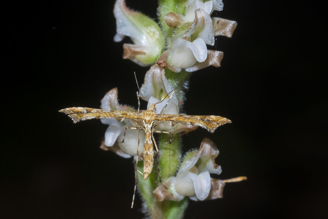 Geranium Plume moth  Amblyptilia pica,Geotagged,Summer,United States