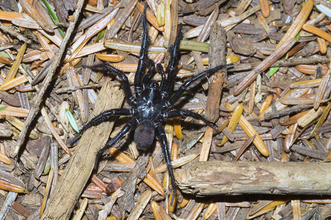Folding door spider Apparently not uncommon- but rarely seen during the day. Very cool spider - ancient relative to the tarantula. Antrodiaetus pacificus,Geotagged,Summer,United States