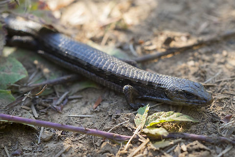 Northern alligator lizard This is the first time I've seen a lizard on this side of the mountains - and apparently this is the only kind that lives here.. at first I thought it was a snake, but it didn't run away. Geotagged,Northern alligator lizard,Summer,United States,coerulea