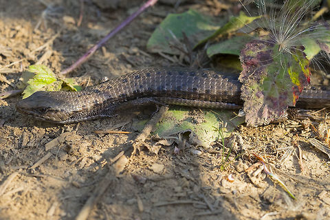 Northern alligator lizard  Geotagged,Northern alligator lizard,Summer,United States,coerulea