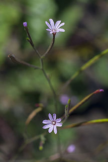 Autumn willow herb  Epilobium brachycarpum,Geotagged,Summer,United States