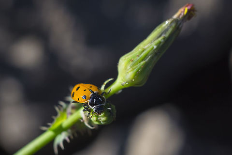 Convergent ladybug  Convergent Ladybird,Geotagged,Hippodamia convergens,Summer,United States
