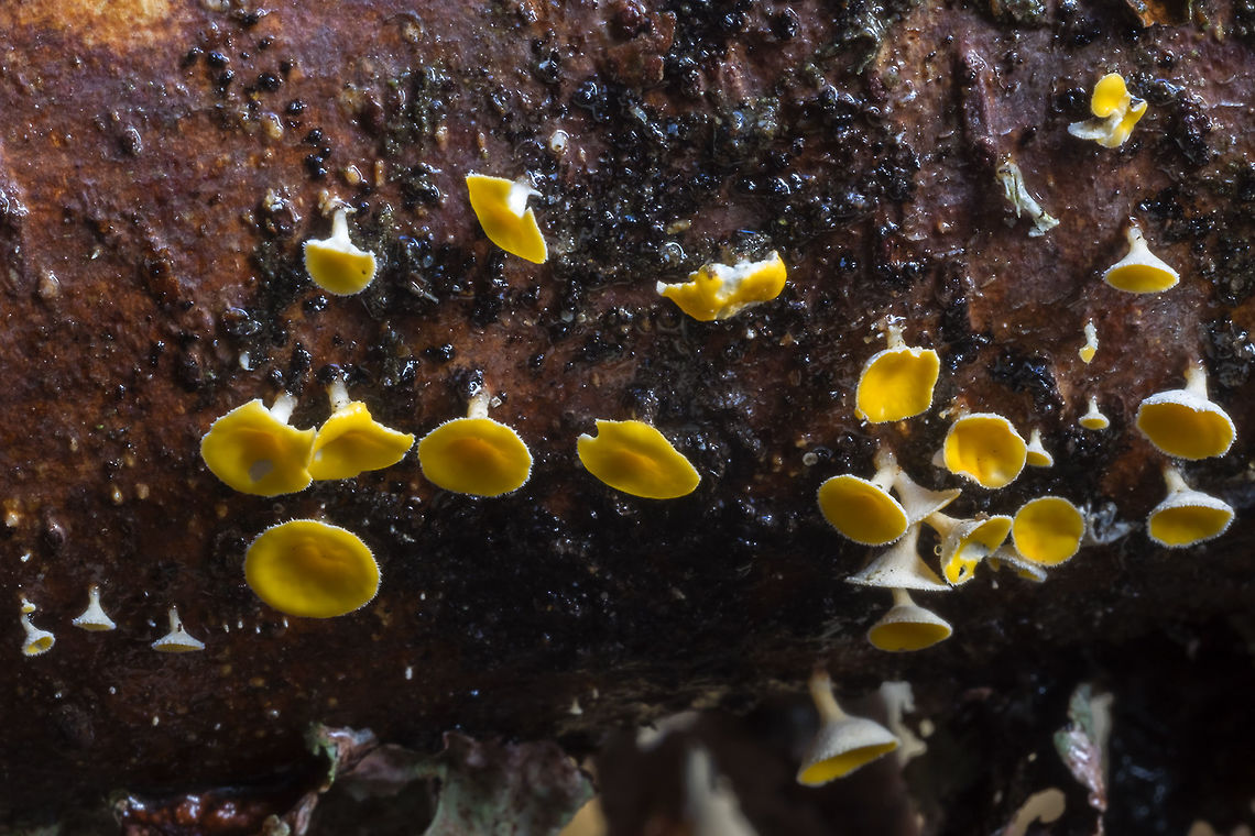 Lachnellula agassizii I&#039;m posting up a little taste :) - it&#039;s late, but I couldn&#039;t resist just one. I think this will be a good year for fungi, they are just getting started and not appearing on every available surface yet, but there&#039;s most certainly some interesting varieties already showing. Much more to come tomorrow. Geotagged,Lachnellula agassizii,Summer,United States
