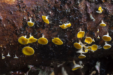 Lachnellula agassizii