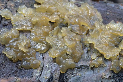 Odd jelly dull orangish-yellow, almost leaf-like look, growing on birch. I haven't found anything quite like it yet..  Geotagged,Summer,United States