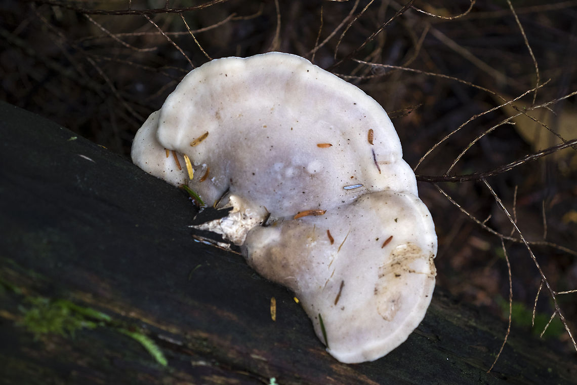 White cheese polypore These really do feel like soft cheese.  Geotagged,Summer,Tyromyces chioneus,United States