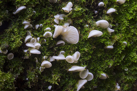 Angel wings little tiny ones..  Geotagged,Pleurocybella porrigens,Summer,United States