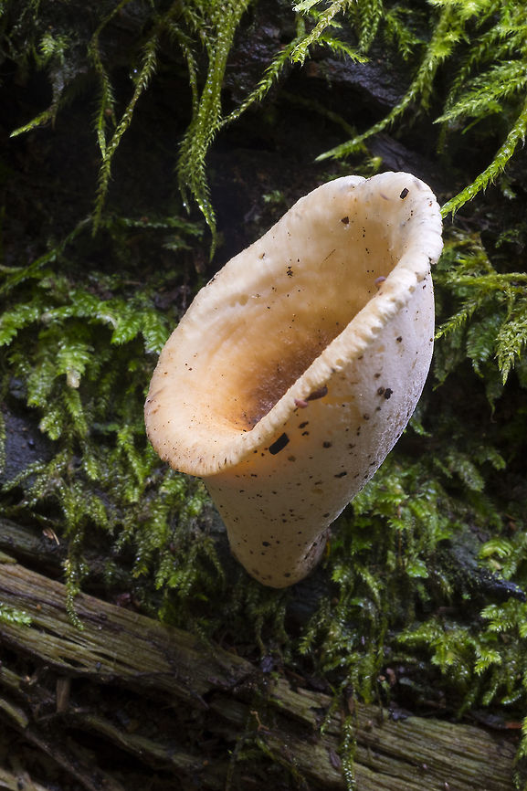 Vase shaped polypore very neat little polypore - tiny pores, brown fading to cream on the inside, cream colored on the pore side. Growing on a well rotted log. There were several others that had split and flattened to a star like shape. So far, I&#039;ve got no clue as to what this one is! Blackfoot polypore,Cerioporus leptocephalus,Geotagged,Summer,United States