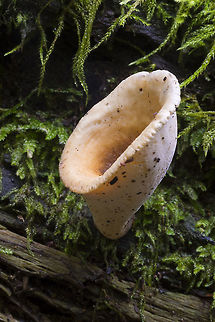 Vase shaped polypore very neat little polypore - tiny pores, brown fading to cream on the inside, cream colored on the pore side. Growing on a well rotted log. There were several others that had split and flattened to a star like shape. So far, I've got no clue as to what this one is! Blackfoot polypore,Cerioporus leptocephalus,Geotagged,Summer,United States