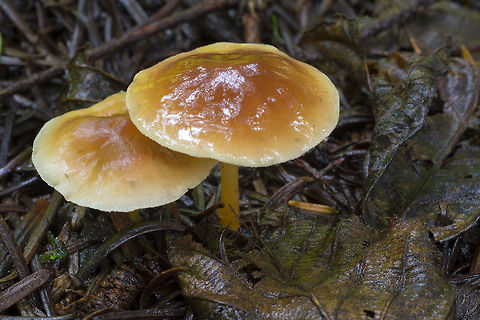 Little buff/brown mushrooms These are soooo common, yet I'm once again left clueless to what they are... Inocybe sp. maybe?? They remind me of little brioche buns. Geotagged,Gymnopus dryophilus,Summer,United States