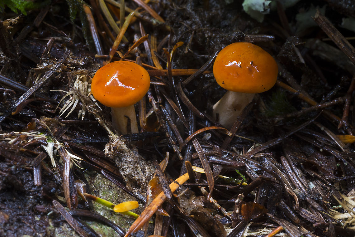 Tiny Cortinarius newly emerged corts Cortinarius mucosus,Geotagged,Summer,United States