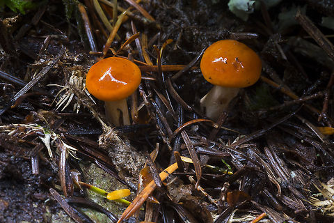 Tiny Cortinarius newly emerged corts Cortinarius mucosus,Geotagged,Summer,United States
