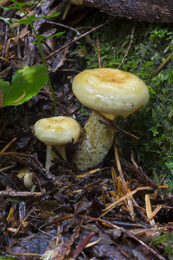 Really slimy yellow mushrooms these are downright gooey Geotagged,Hygrophorus gliocyclus,Lactarius scrobiculatus,Summer,United States