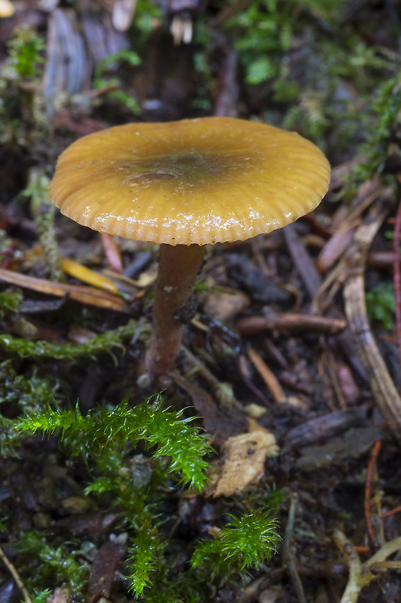 Small yellowish brown mushroom purplish stem, flattened, but younger mushrooms more conical, dark center spot, radial striations<br />
possibly Phaeocollybia sp? but I might have had to dig it up to rule this in/out. Geotagged,Summer,United States