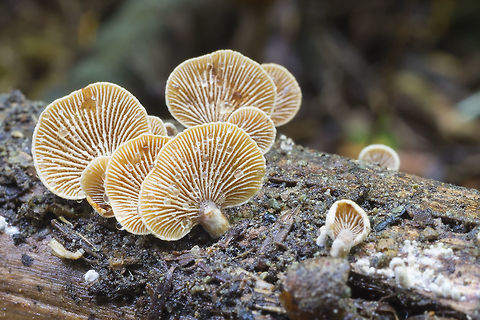 Bitter oysterling  Bitter oyster,Geotagged,Panellus stipticus,Summer,United States