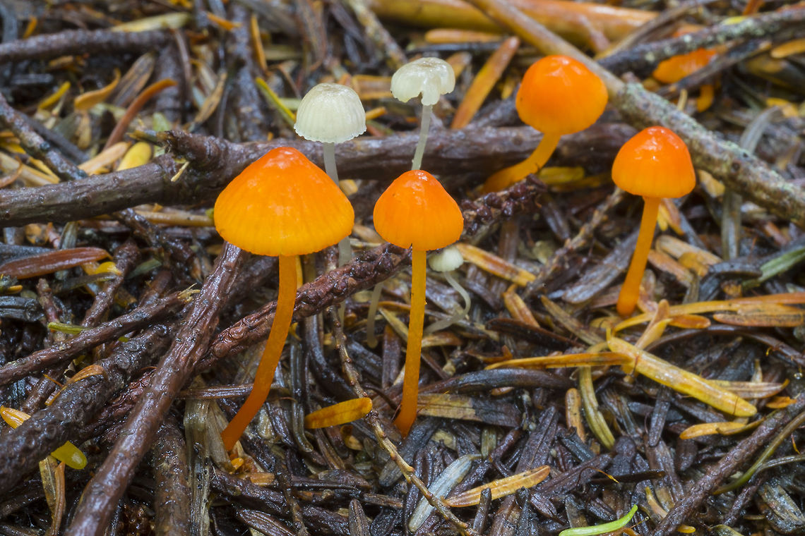 Scarlet fairy helmet  Geotagged,Mycena strobilinoides,Scarlet fairy helmet,Summer,United States