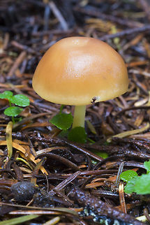 Small tan mushroom with a lighter rim  Geotagged,Summer,United States