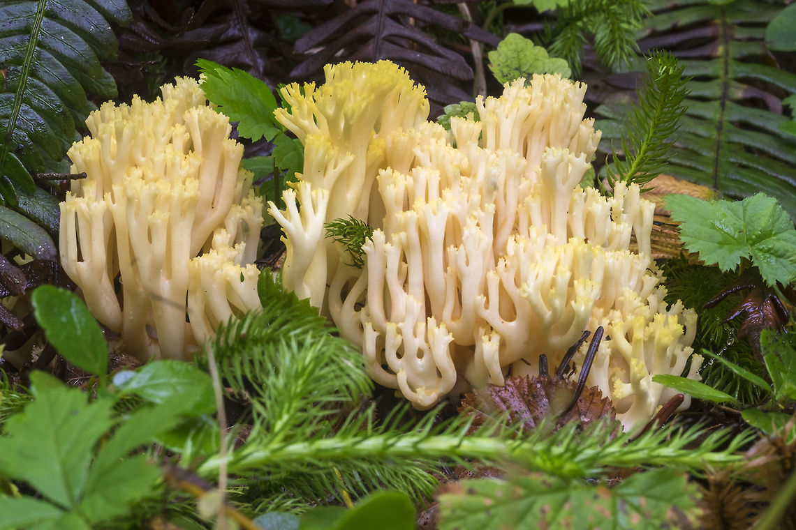 fuzzy-footed coral ID based on appearance and having found this coral in the area before - the photo doesn&#039;t do the bright yellow color justice. Fuzzy-footed coral,Geotagged,Ramaria cystidiophora,Summer,United States