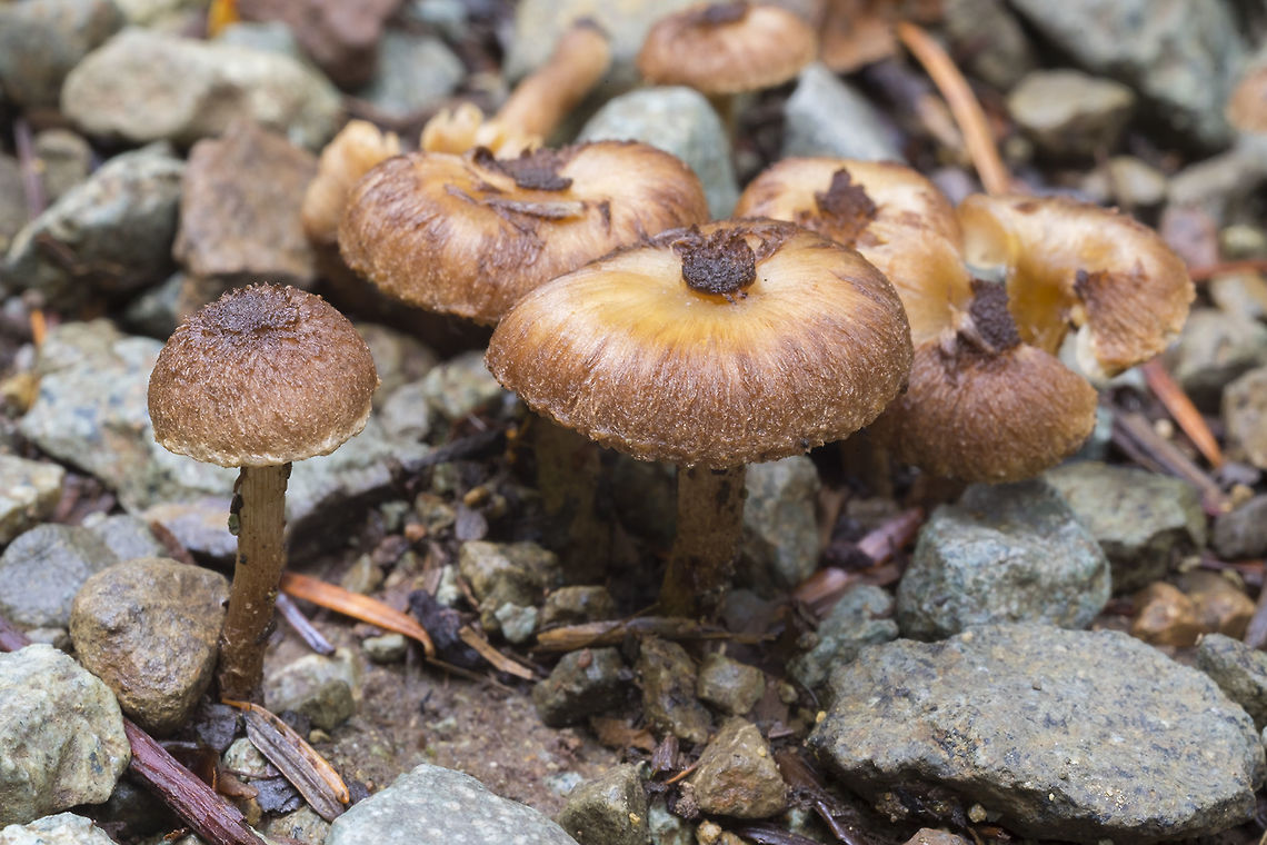 likely Inocybe sp. my best guess... Inocybe lacera Geotagged,Summer,United States