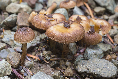 likely Inocybe sp. my best guess... Inocybe lacera Geotagged,Summer,United States