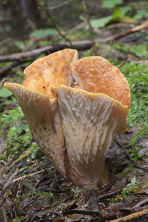Wooly Chanterelle ☠ non-edible Geotagged,Gomphus floccosus,Shaggy Chanterelle,Summer,Turbinellus floccosus,United States,Woolly chanterelle