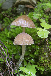 Small brown slightly wooly mushrooms tentative ID Tubaria conspersa Geotagged,Summer,United States